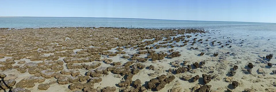 浅い海に並ぶストロマトライト(現在のもの)